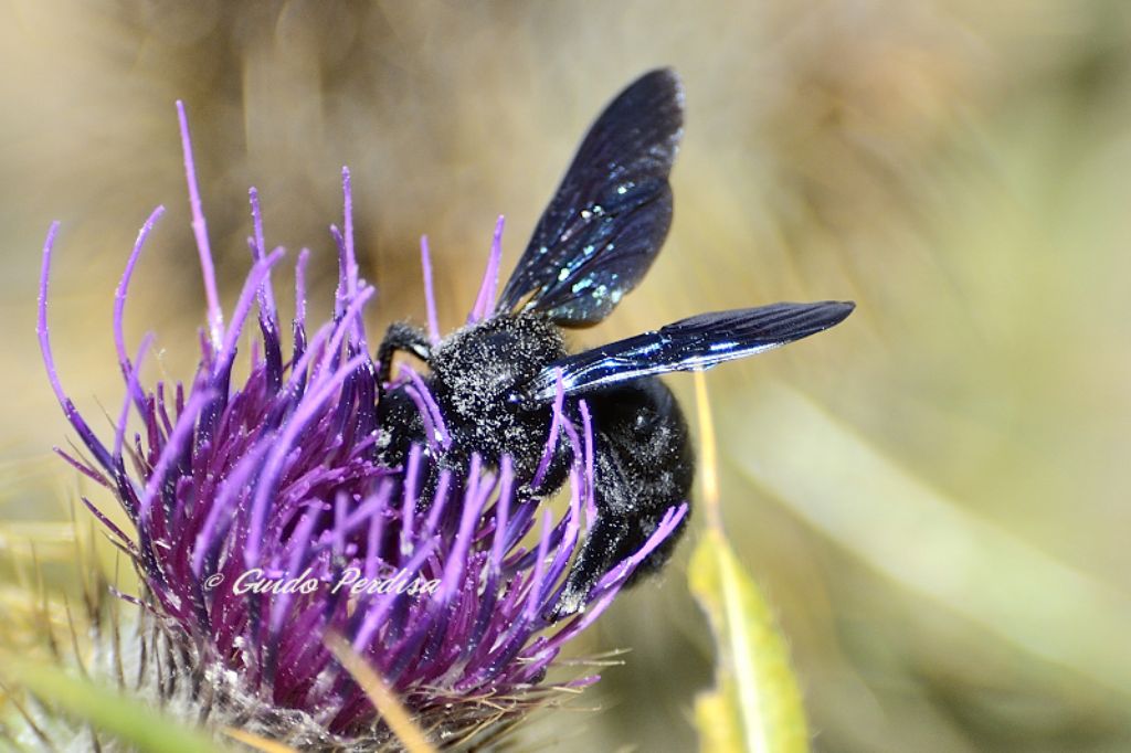 Xylocopa cfr violacea